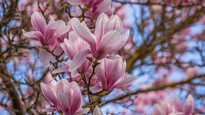 Zarafetin ve asaletin simgesi: Manolya 