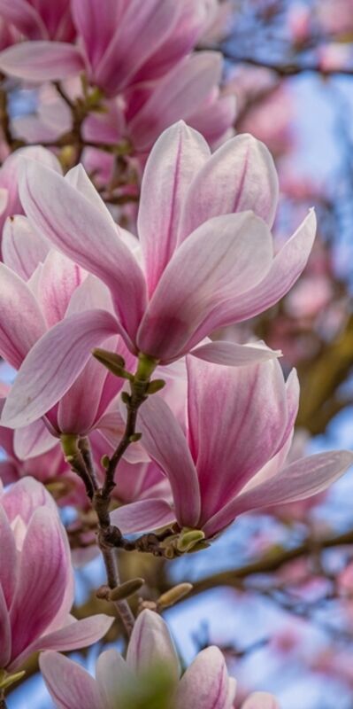 Zarafetin ve asaletin simgesi: Manolya