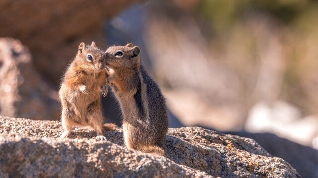 Dedikodu o kadar da kötü bir şey değil!