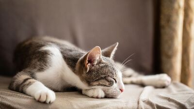 Fazla uyumak beyne zarar veriyor olabilir