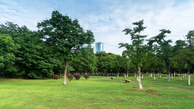 Şehir ağaçları ısınmaya karşı daha hassas