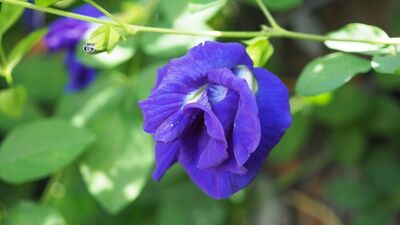 FDA’nın onayladığı 3 yeni katkı maddesi