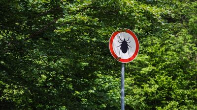 Yeni kene türü Türkiye'de kayıtlara geçti!