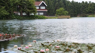 Gölcük Tabiat Parkı'nda nilüfer zamanı