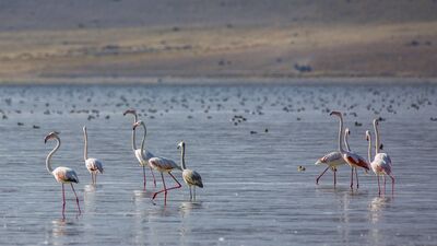 Van Gölü'nde göç yolculuğu