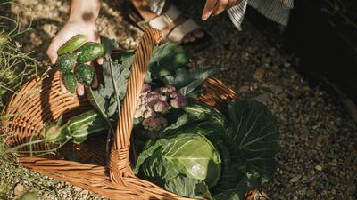 Doğayla uyumun formülü: Permakültür