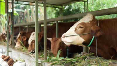 Hayvan pazarları geçici süreyle kapatıldı
