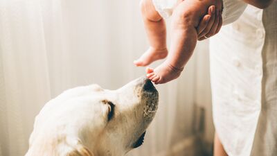 Köpekler bebeklerin egzamasına iyi gelir mi?
