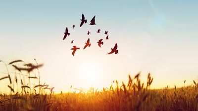 Zihinsel ve ruhsal özgürlüğün yolu: Affetmek