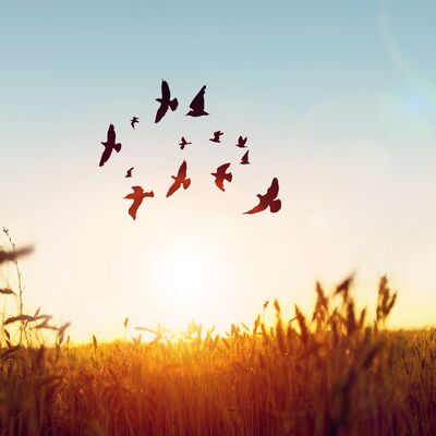 Zihinsel ve ruhsal özgürlüğün yolu: Affetmek