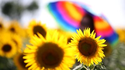 Tekirdağ sarıya büründü: Gündöndü tarlaları