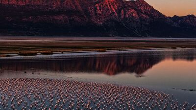 Renkli konuklar: Afyon&#039;da flamingolar yapay gölette