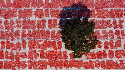 Güneşte kızaran emek: Kuru domates