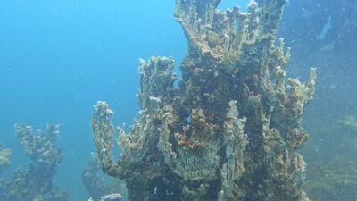 Dünyanın en büyük mikrobiyaliti: Van Gölü