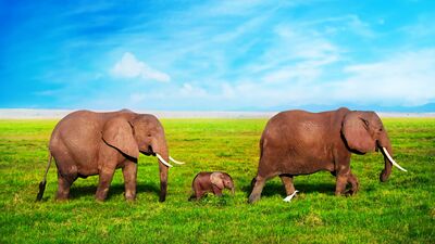 Yeni ebeveynlik anlayışı: Fil ebeveynlik