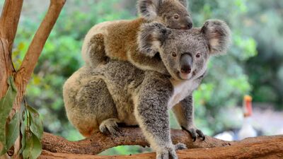 Koala ebeveynlik nedir?