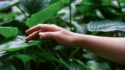 Daha disiplinli olmak için irade şart mı?