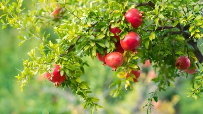 Para enerjini engelleyen zincirleri kır