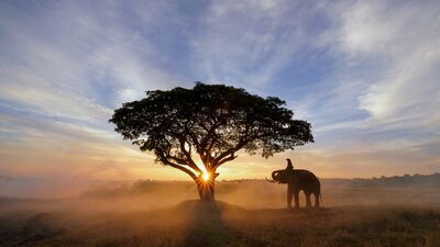 Fillerin dünyasına yolculuk