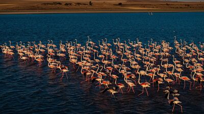 Yozgat'ın zarif misafirleri: Flamingolar