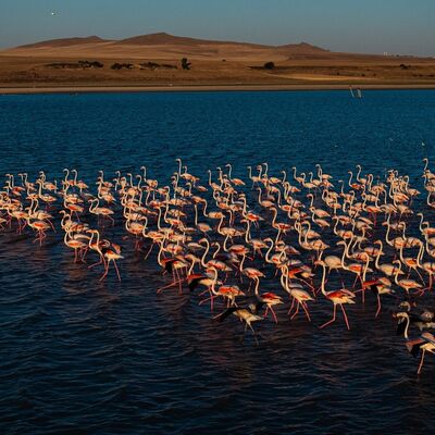 Yozgat’ın zarif misafirleri: Flamingolar