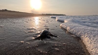 Belek sahillerinde zorlu yolculuk