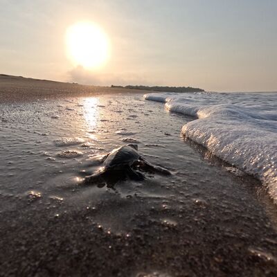 Belek sahillerinde zorlu yolculuk