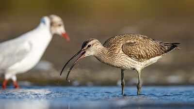 Kervan çulluklarının göç yolculuğu başladı