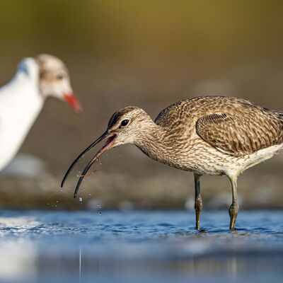 Kervan çulluklarının göç yolculuğu başladı