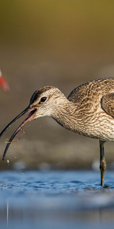 Kervan çulluklarının göç yolculuğu başladı