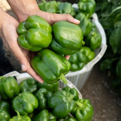 Dolma biberlerin cinsiyeti var mı?