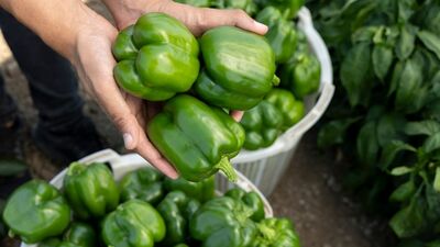  Dolma biberlerin cinsiyeti var mı?