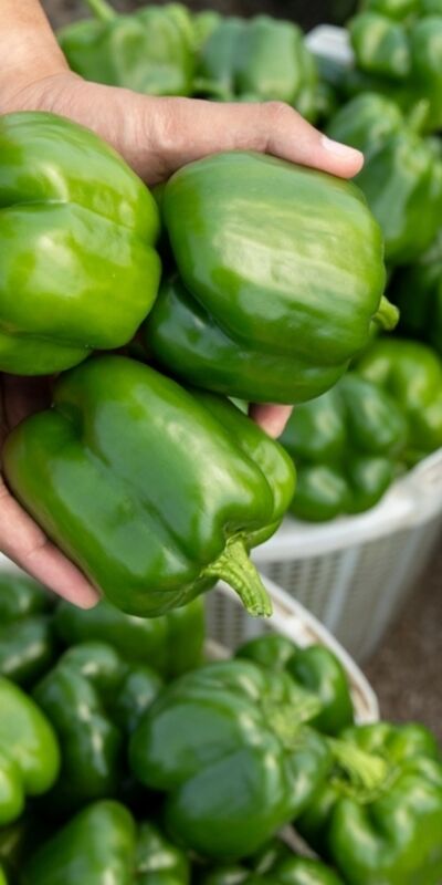 Dolma biberlerin cinsiyeti var mı?