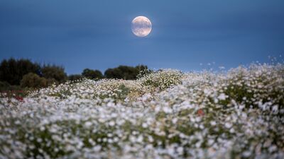 İçimizdeki anka, küllerinden doğuyor!