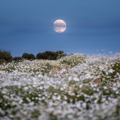İçimizdeki anka, küllerinden doğuyor!