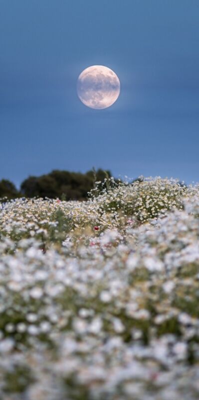 İçimizdeki anka, küllerinden doğuyor!
