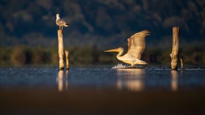 Kocaçay Deltası’nda iki pelikan türü
