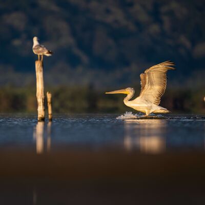 Kocaçay Deltası’nda iki pelikan türü
