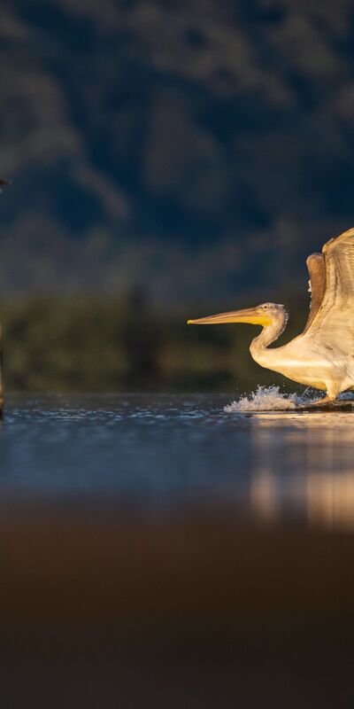 Kocaçay Deltası’nda iki pelikan türü