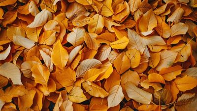 Yeni başlangıçların mevsimi: Sonbahar