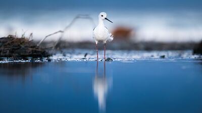 Uzunbacakların göç yolculuğu başladı