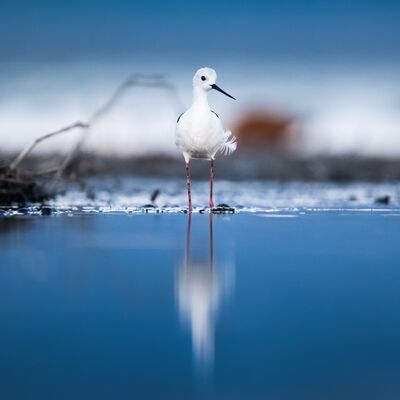 Uzunbacakların göç yolculuğu başladı