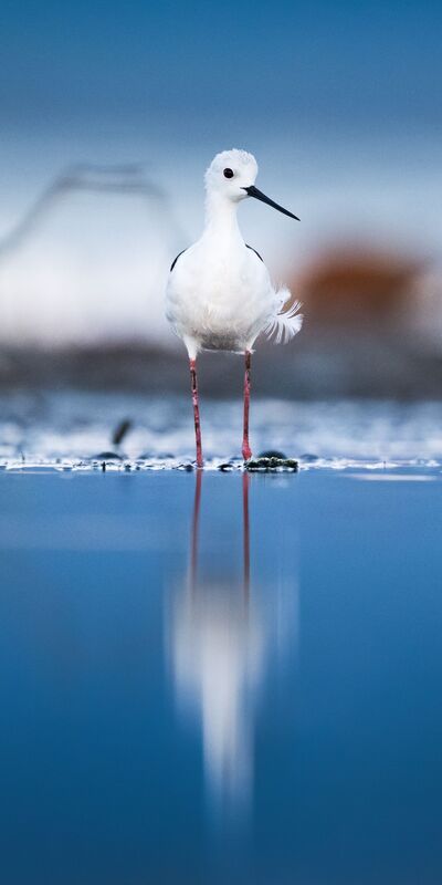 Uzunbacakların göç yolculuğu başladı