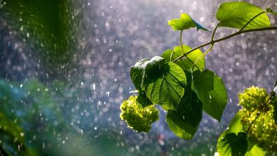 Doğa seslerinin iyileştirici gücü