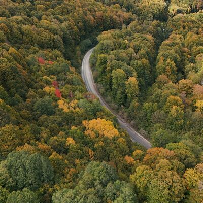 Istranca ormanları sonbahar renklerine büründü