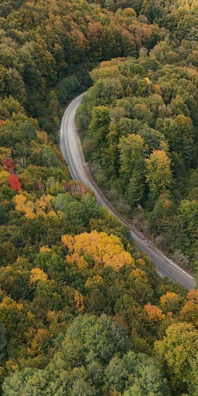 Istranca ormanları sonbahar renklerine büründü
