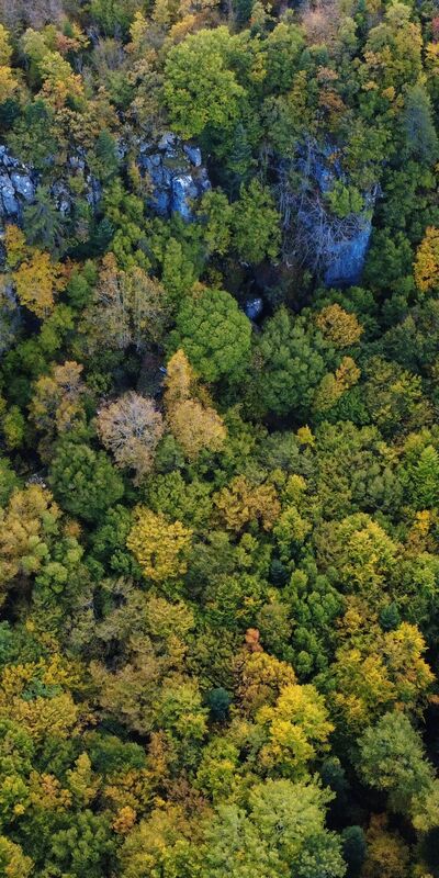 Orman denizi: Karabük