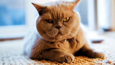 Açken neden daha sinirli oluruz?