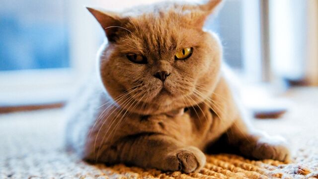 Açken neden daha sinirli oluruz?