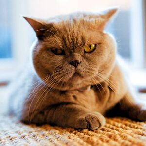 Açken neden daha sinirli oluruz?